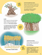 Тайны деревьев